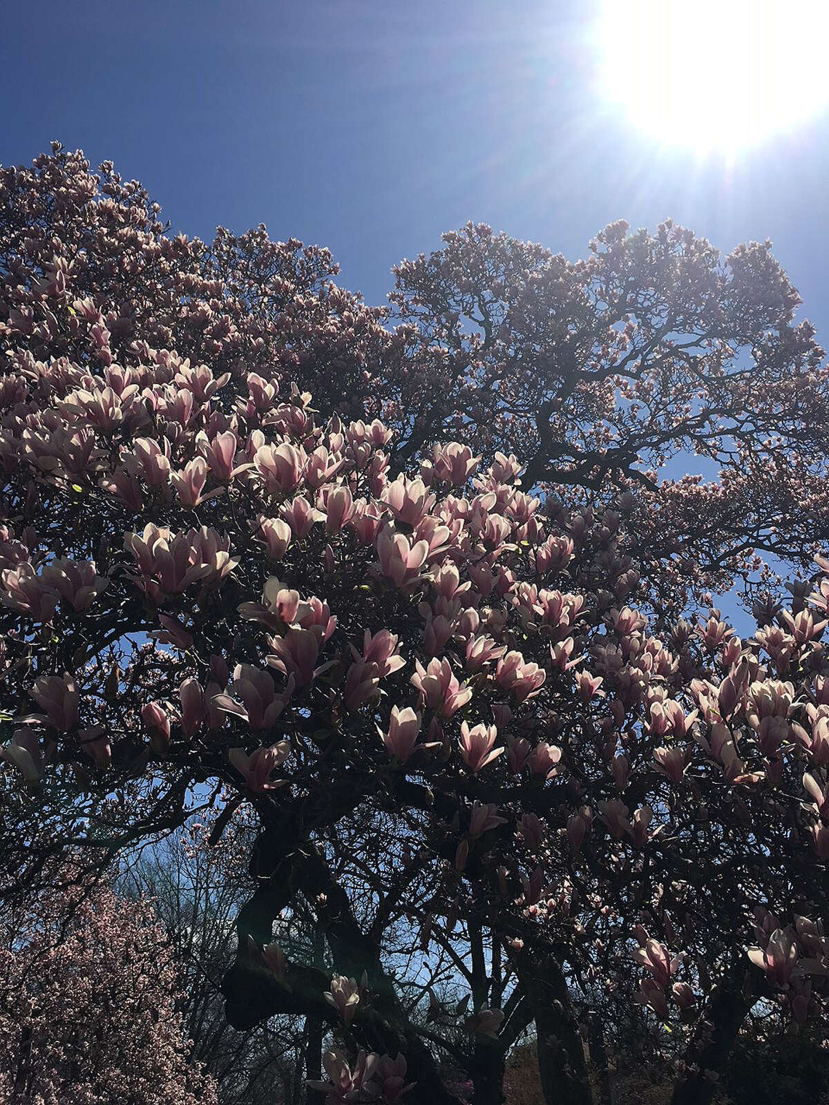 A magnolia tree blooms in the sunshine.