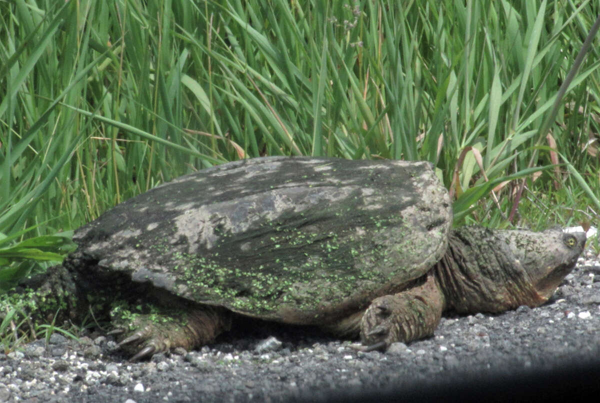 A large turtle walks along the side of White Hall Road east of White Hall.