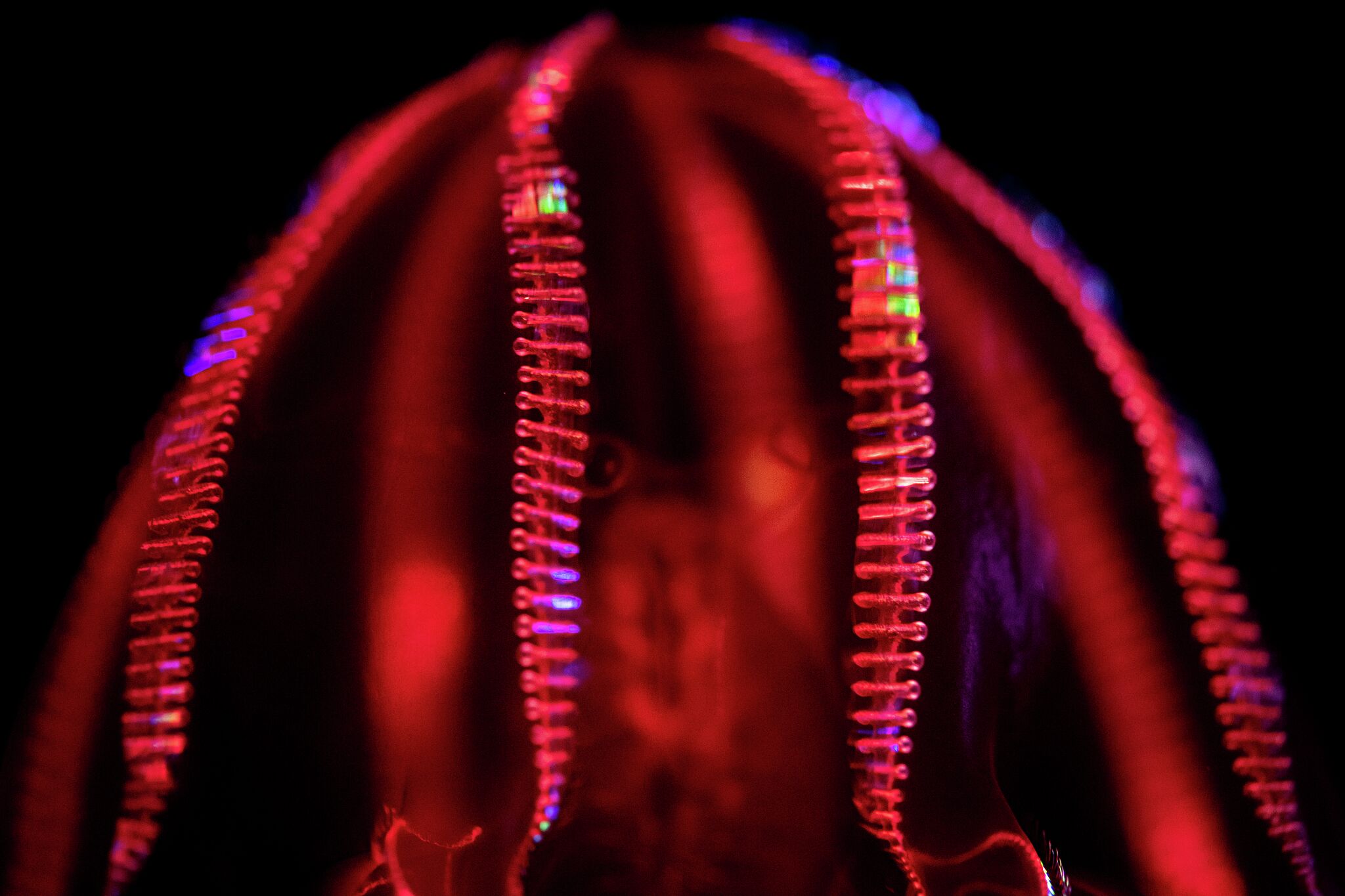 ‘We’re the aliens’: Monterey Bay Aquarium unearths secrets of life from the ocean bottom