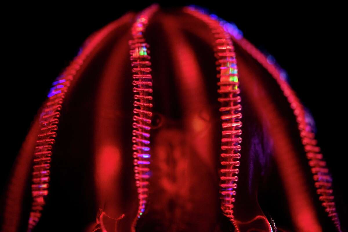 Sea creatures shine in new Monterey Bay Aquarium exhibit