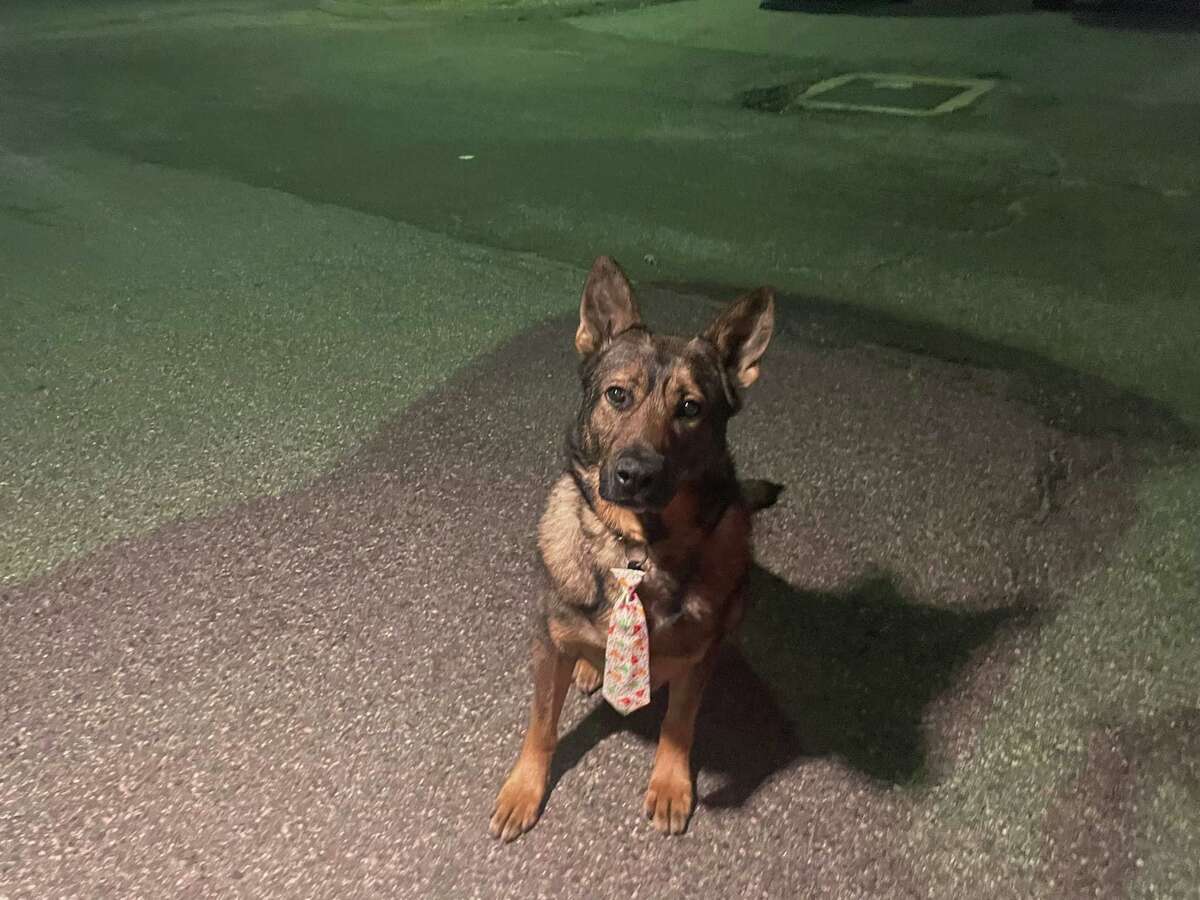 West Haven Police dog Ike is retiring this weekend after helping in more than 1,700 investigations with the West Haven Police Department.