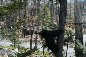 Highly motivated bear climbs bird feeder in Brookfield