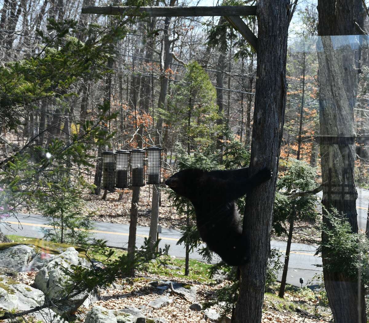 Black bear spotted climbing up a tree on Carmen Hill Road in Brookfield.