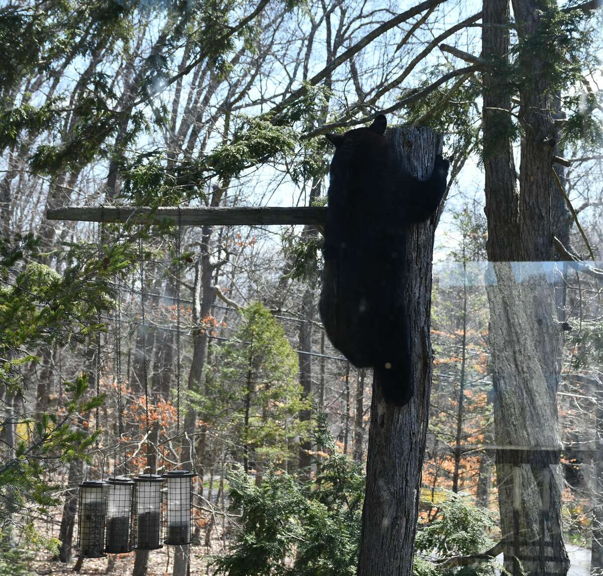 Black bear spotted climbing up a tree on Carmen Hill Road in Brookfield.