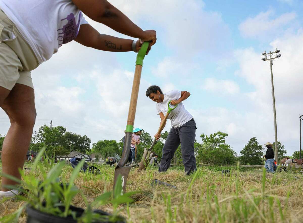 Linnea Ashley, right, laughs as she works with her friend, Necole Irvin, left, planting prairie grasses, Saturday morning, April 23, 2022, at Clinton Park in Houston. The event planting prairie grasses provided by the City of Houston Parks and Recreation Department is part of program sponsored by The Nature Conservancy called the Witness Series which, inspired by work by artist Kristi Rangel, seeks to explore the connections between African American communities and the land in Southeast Texas.