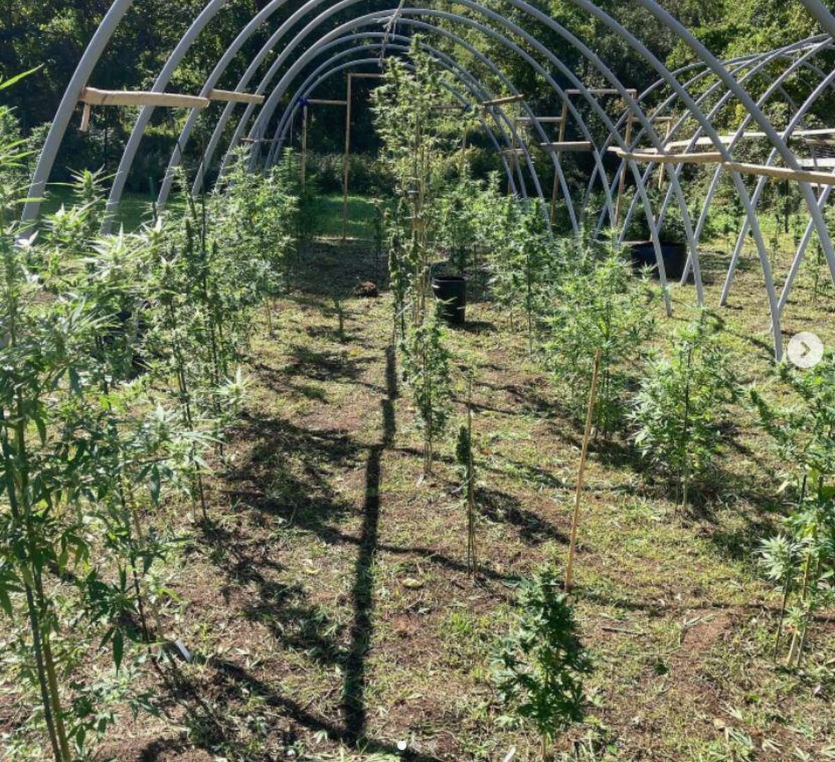 Easton Grows cannabis plants at the South Park Avenue property in town.