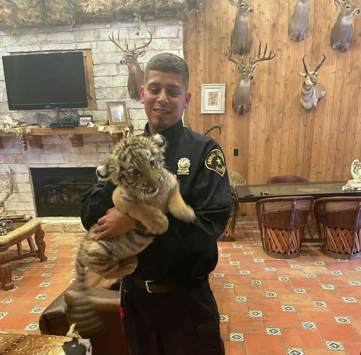 Un tigre bebé de 3 meses fue encontrado en Laredo y confiscado por Laredo Animal Care Services.