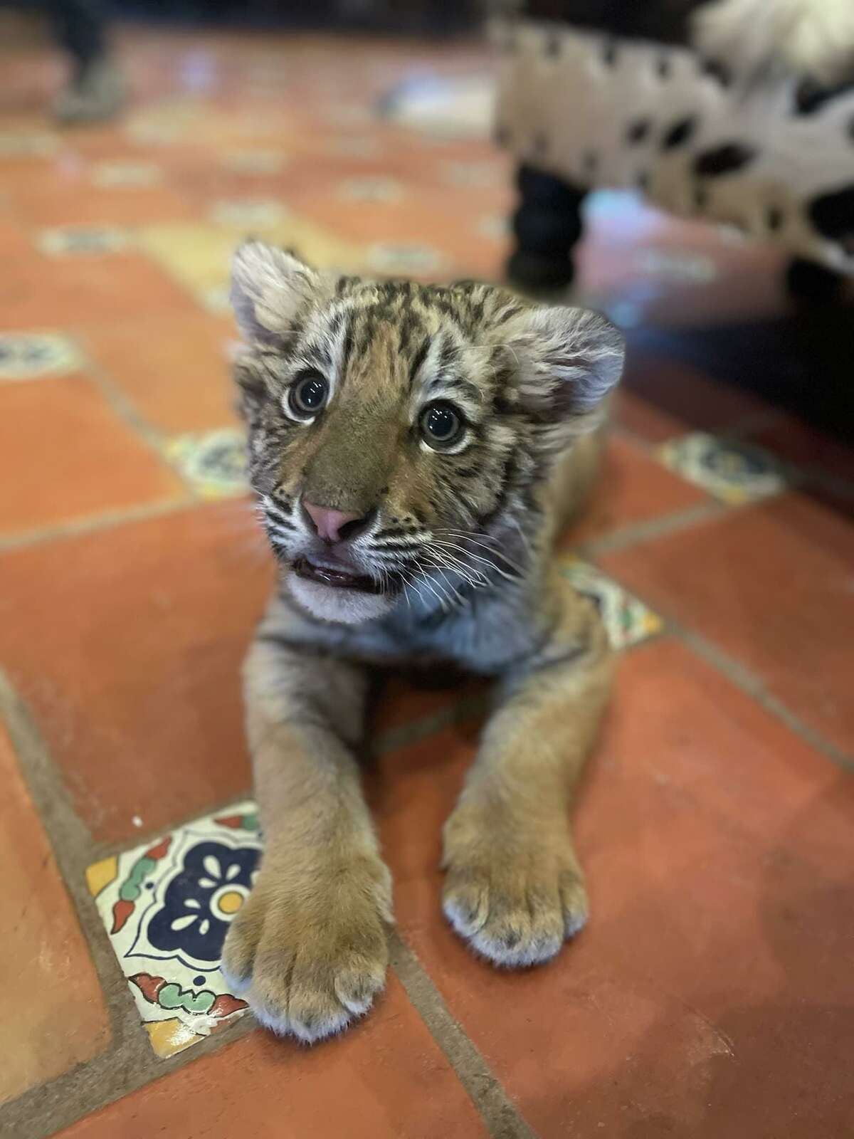 Un tigre hembra bebé de 3 meses fue confiscado por las autoridades de Laredo.