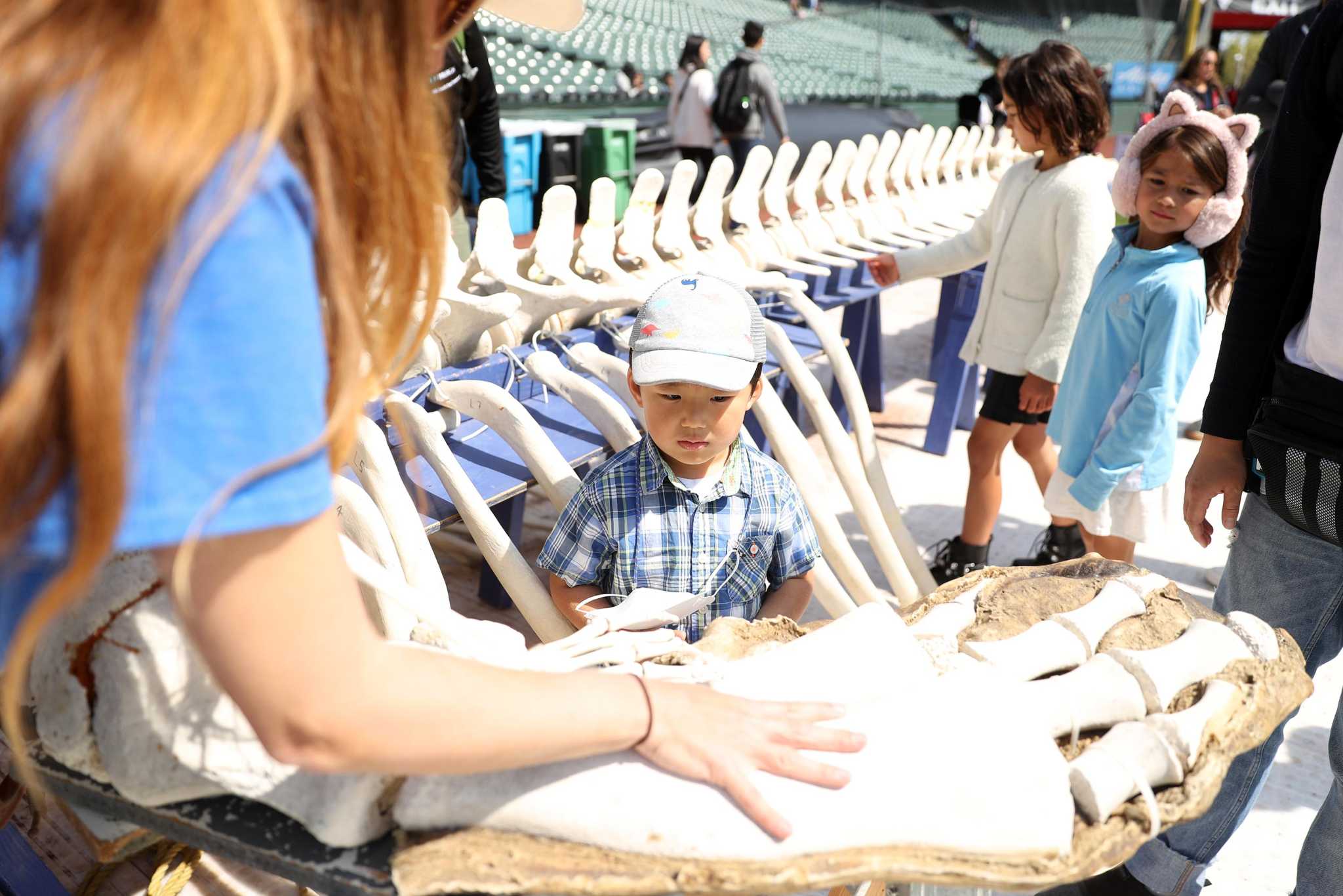 Robots and mirror-roasted marshmallows at Oracle Park — science fair returns to San Francisco - Vimarsana News