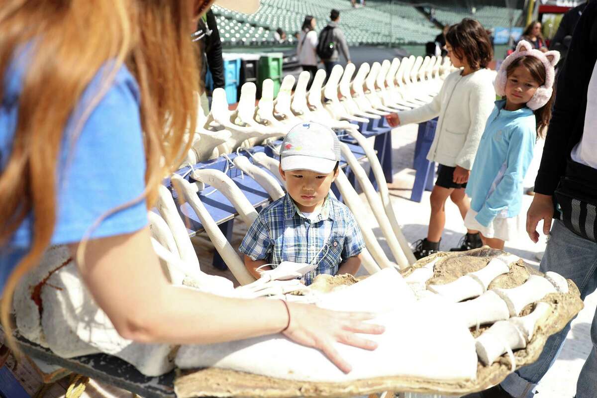 Jordan Kim, 3, looks at a gray whale skeleton during Bay Area Science Festival at Oracle Park in San Francisco,.