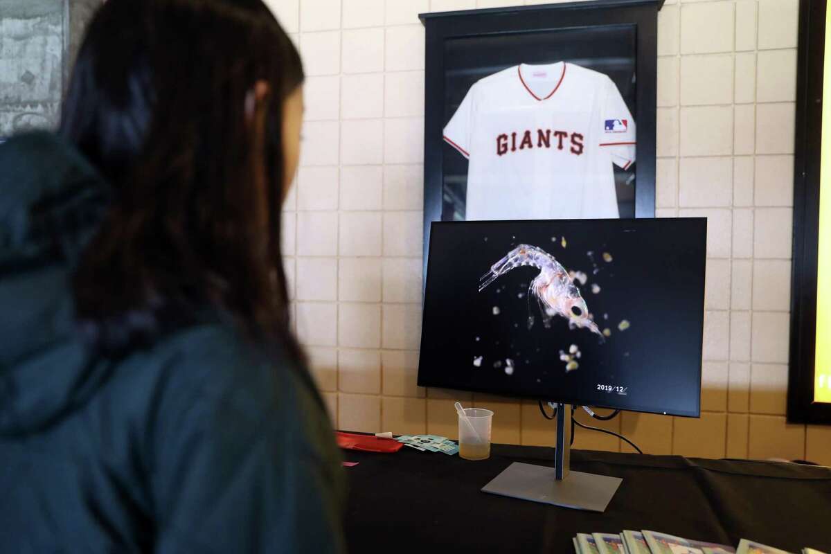 A video monitor shows plankton at the Bay Area Science Festival held in San Francisco’s Oracle Park, home of the Giants.