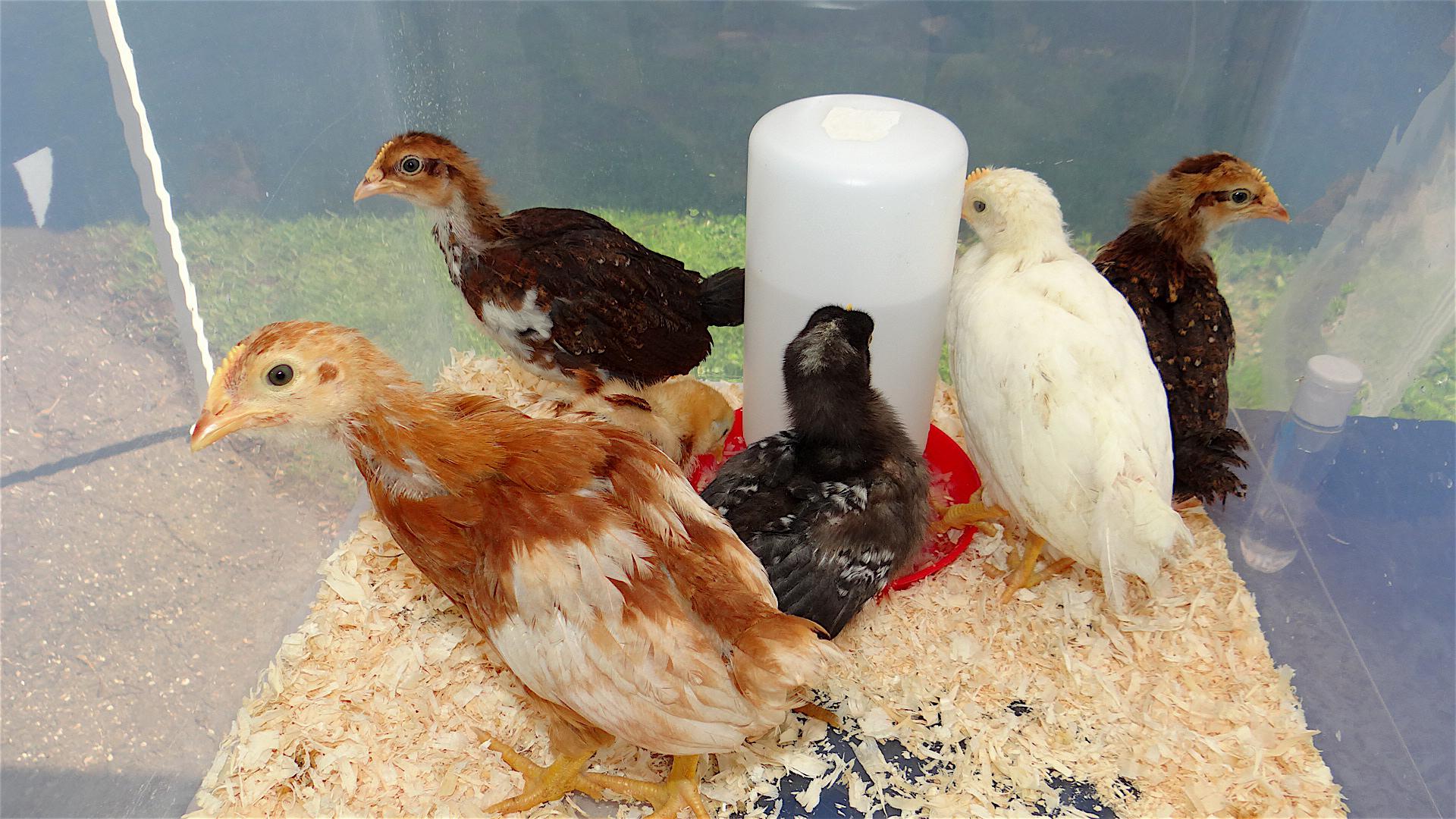 Calendar Close-up: How to raise chickens in Westport - Vimarsana News