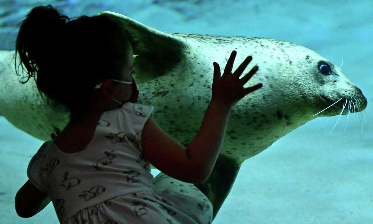 Visitors to the Maritime Aquarium, including Georgia Smith, 4, watch the seals frolic in their enclosure on Tuesday, June 8, 2021, in Norwalk.