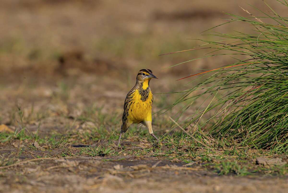 Meadowlarks forage on the prairies by walking through grasses on long legs.