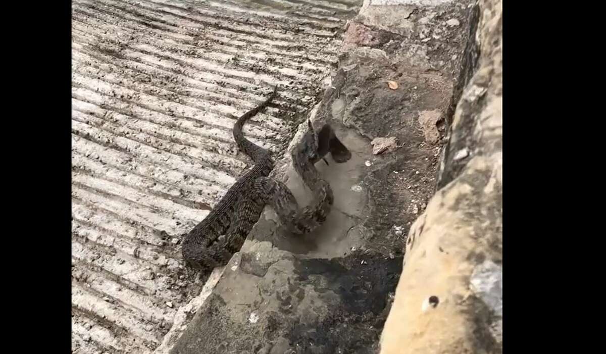 A member at a Texas State Park captured a unique video of a snake grabbing onto a fish. 