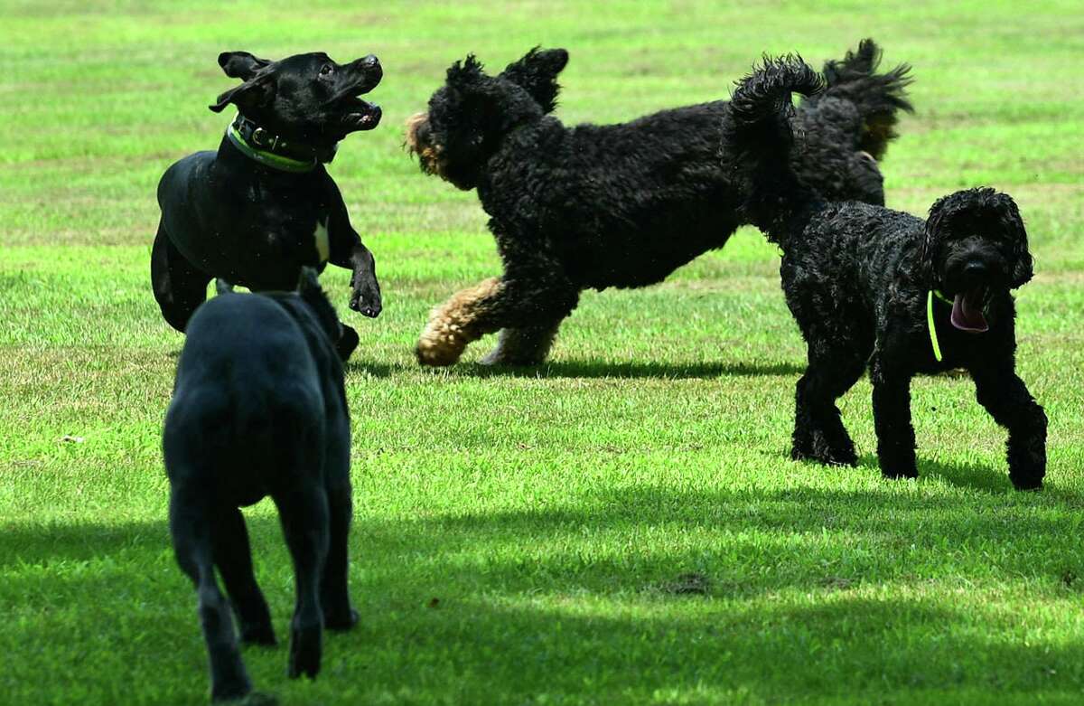 Dogs play at Cranbury Park Tuesday, July 30, 2019, in Norwalk, Conn.