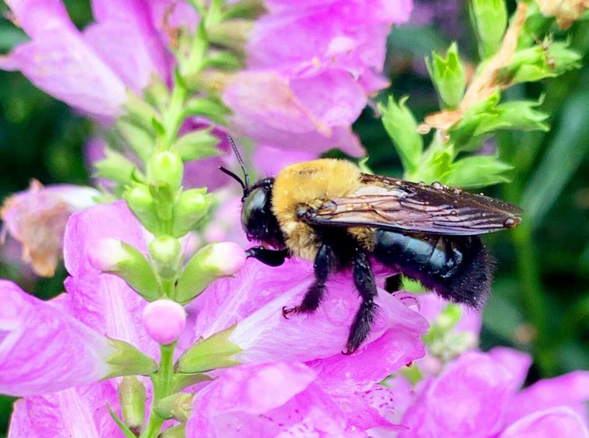 A group of environmental-minded local groups are working on the Middletown Pollinator Pathway project, which aims to educate people about the importance of planting or keeping native plants in their yards as opposed to grass, which is often treated with pesticides and insecticides.