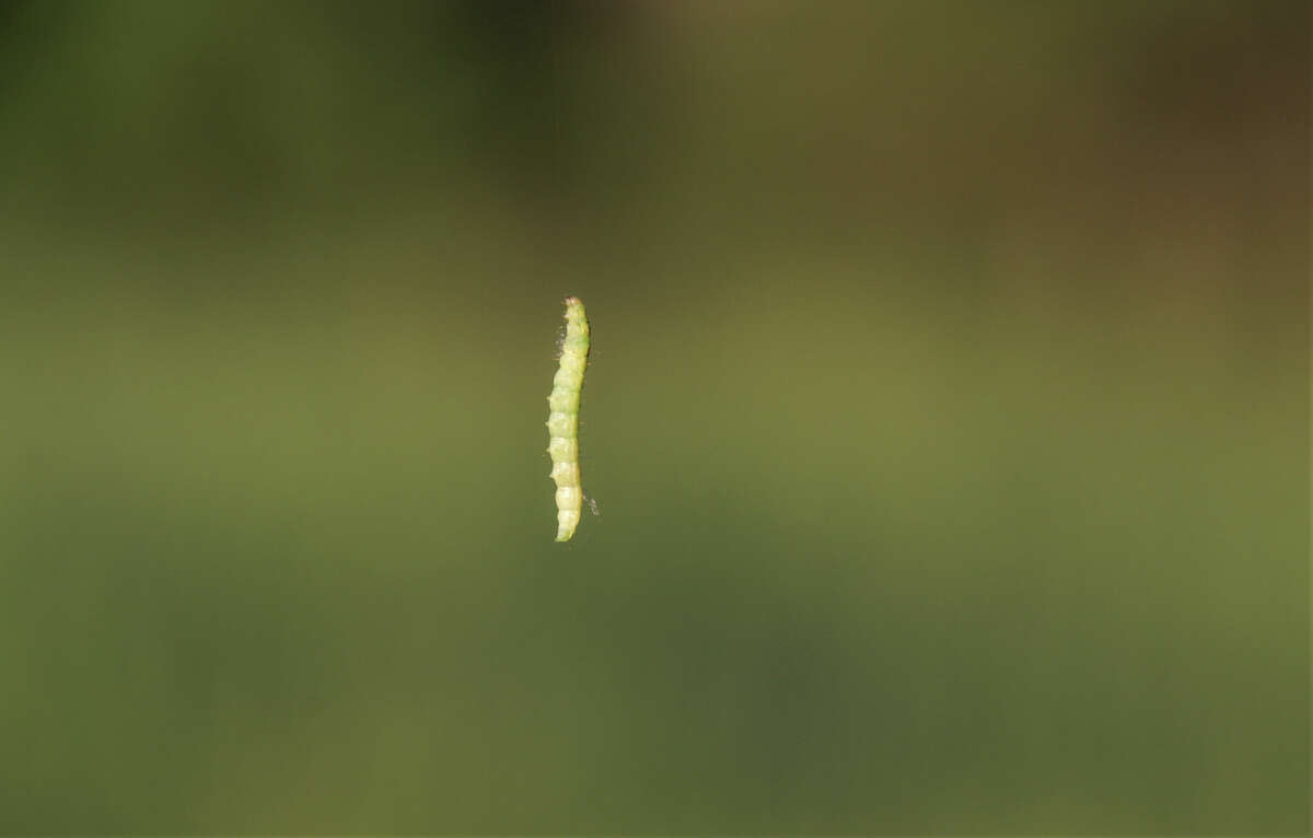 Caterpillar hanging on a silk thread in the morning sun.