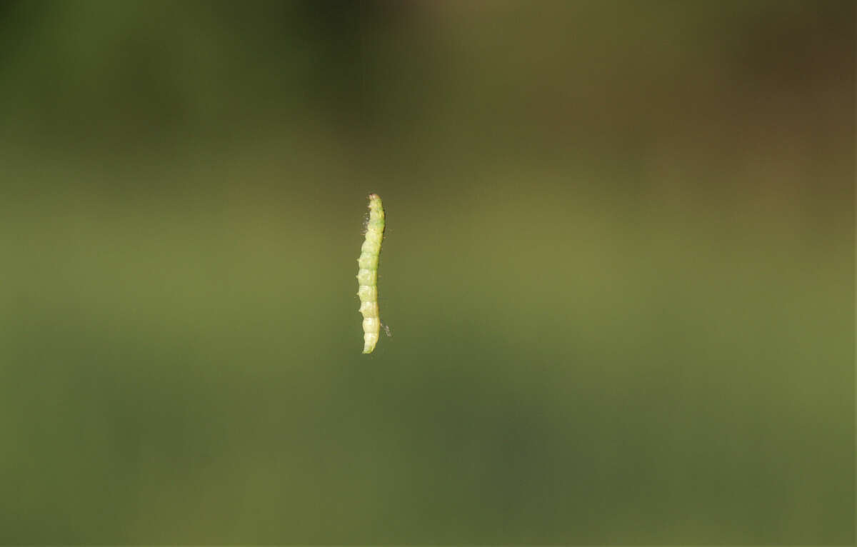 Floating caterpillars are back in San Antonio