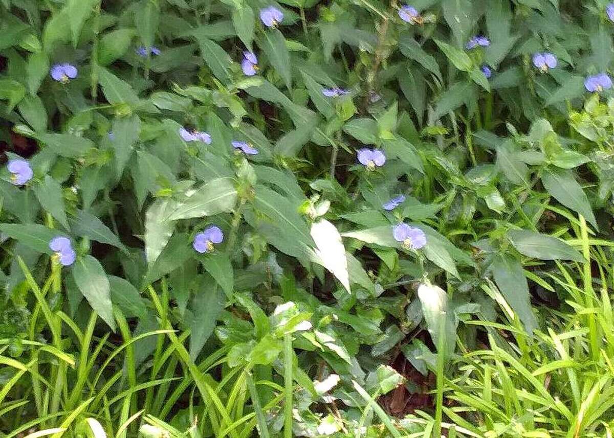 This weed taking over a reader's lawn is one of the dayflowers, wandering Jew relatives. They?’ll need to use a broadleafed weedkiller (containing 2,4-D) in a pump sprayer, and it will very likely take several applications three weeks apart to eliminate it.