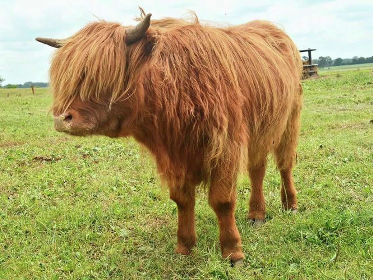 Blondie is a Highland cow that escaped from her home at the Lineman Institute of the North East in Kingston.
