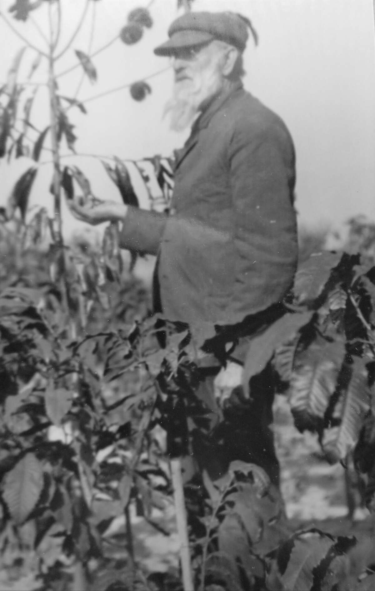 E. A. Riehl,  founder of Evergreen Heights home place, is shown standing next to a new variety of chestnut tree he developed. Author, artist and storyteller Janet Grace Riehl will present “The Stories that Shape Us” at 7:30 p.m. Thursday, April 28, at Farley’s Music Hall in Elsah.