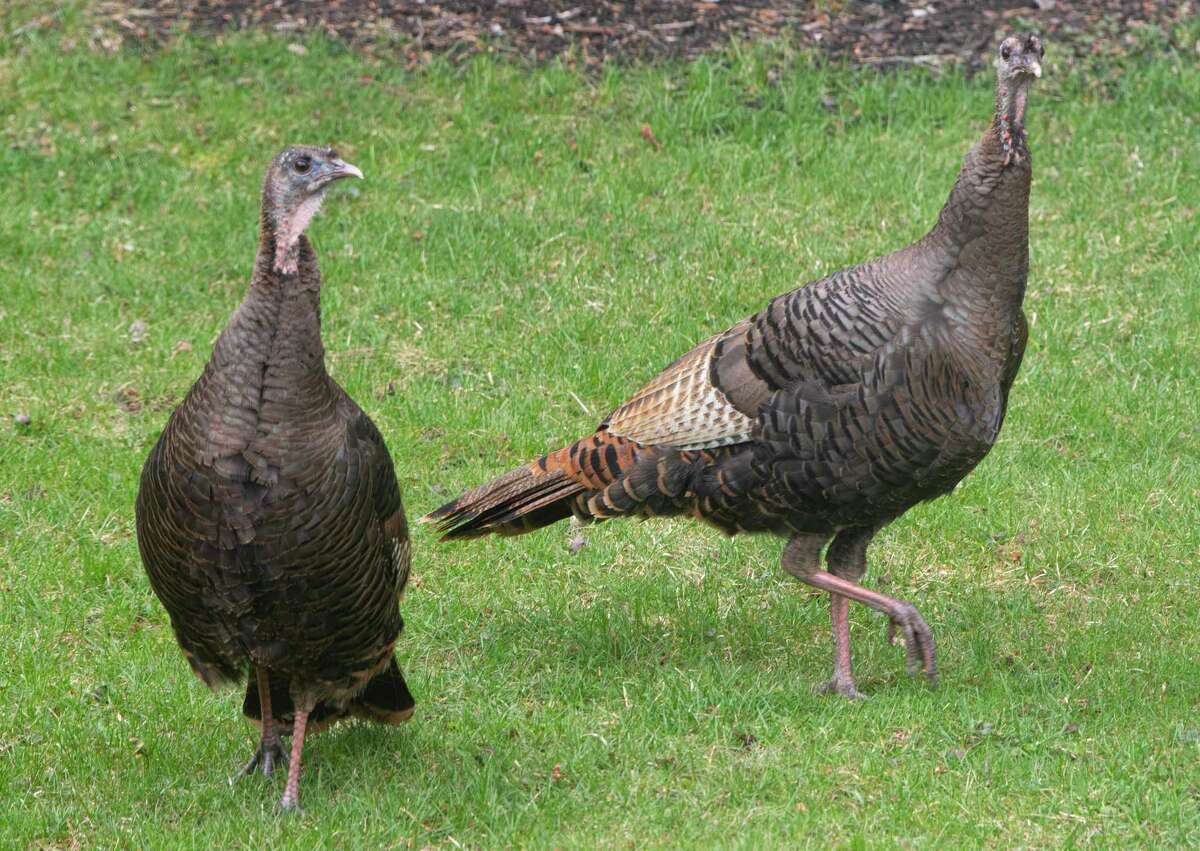 CT DEEP hunting Turkey season begins Wednesday