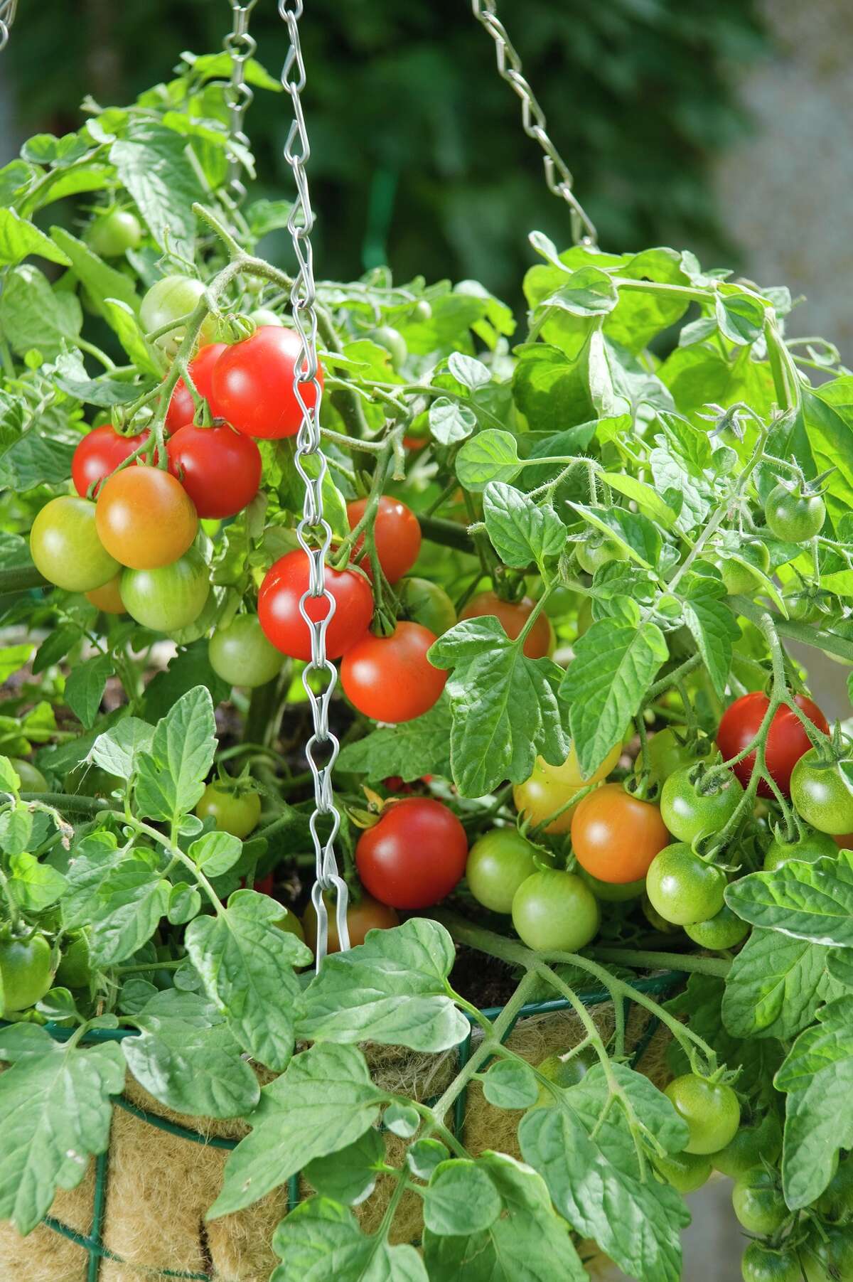 Terenzo is a productive red cherry determinate tumbler tomato excellent for hanging baskets.