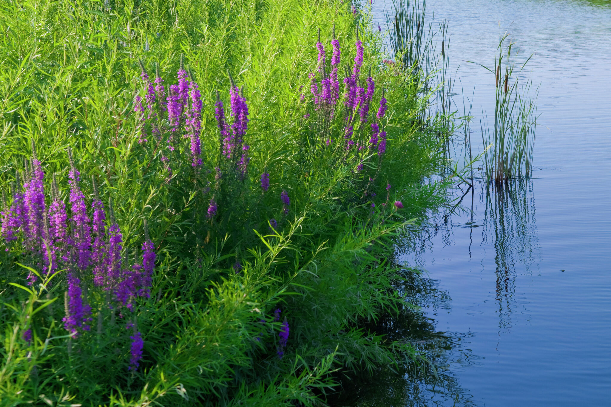 Plant this, not that: Native alternatives to invasive plants - Vimarsana News