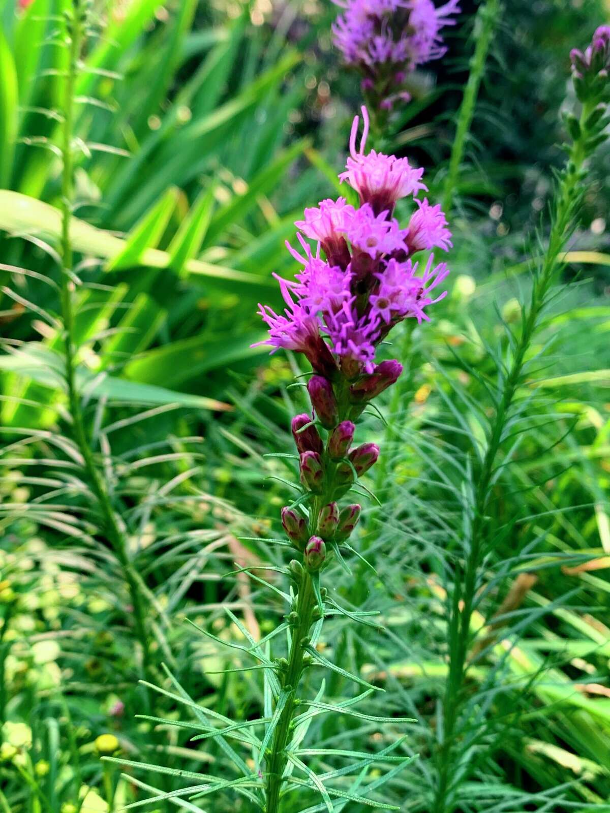 Liatris spicata, commonly called blazing star or gay feather, is a recommended alternative for invasive purple loosestrife.