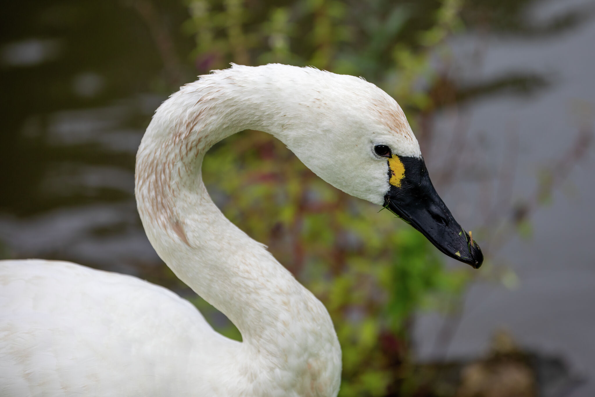 Bird flu, also known as bird flu, has been identified in Taxcola, Bay, Crawford, Clinton, Gladwin, Saginaw, and St. Clair County.