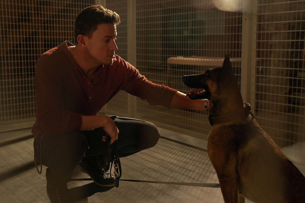 Channing Tatum and Lulu the Belgian Malinois in "Dog." (Hilary Bronwyn Gayle/SMPSP/Metro-Goldwyn-Mayer Pictures Inc./TNS)