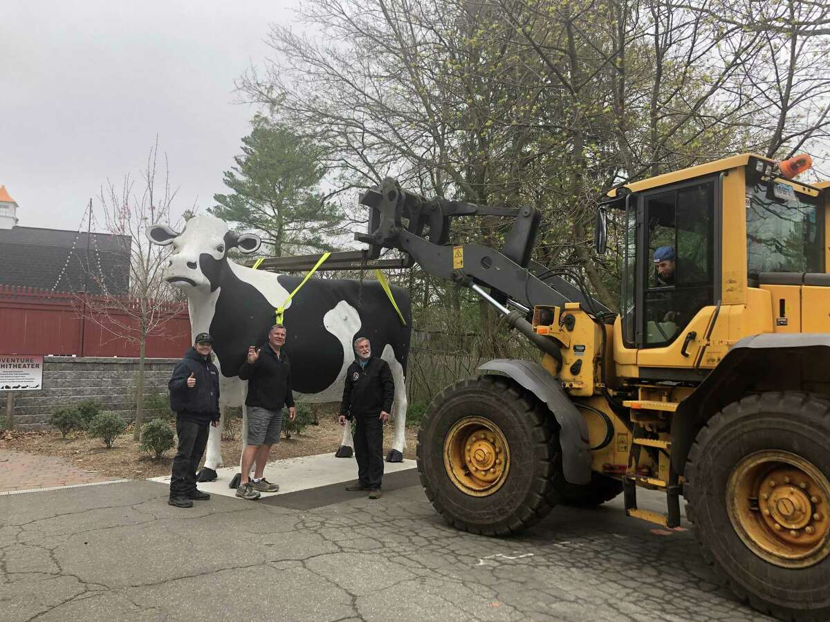Connecticut's Beardsley Zoo's iconic cow gets ready to go to CT Composities in South Windsor for refurbishing.