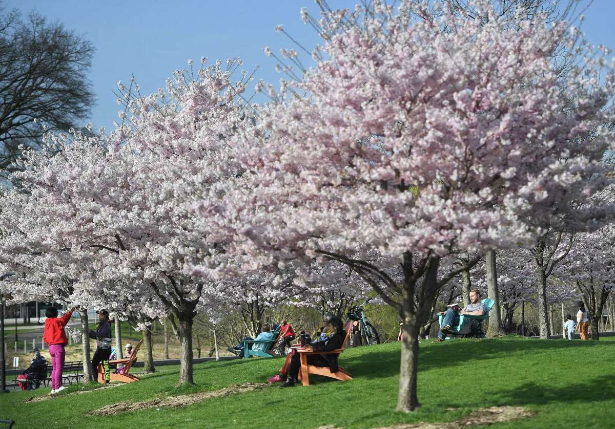 Residents enjoy the sunshine beneath the cherry trees in Mill River Park in Stamford on April 13, 2022. On Monday, the Board of Representatives’ Fiscal Committee recommended cutting about $175,000 in funding for the Mill River Park Collaborative.