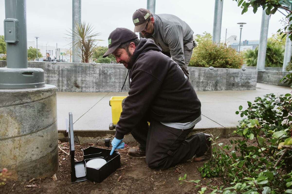 Zach Goetschi installs the new contraceptive bait in a rat trap at In Chan Kaajal Park. San Francisco CA, Thursday, Apr. 14, 2022. The City has chosen a new contraceptive bait that will slow down the growth of its rat population.