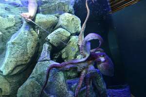 Norwalk’s Maritime Aquarium, NPR to host octopus event