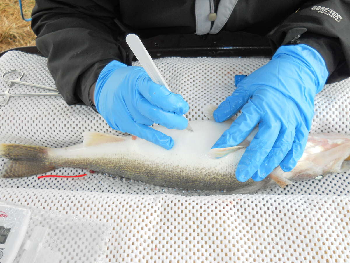 A walleye ready to have a transmitter surgically implanted.