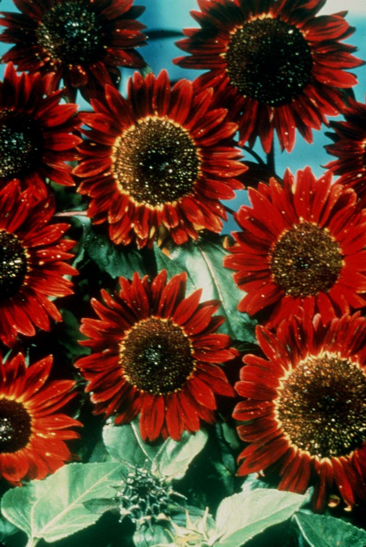 Burpee sells seeds for the “Prado Red” sunflower.