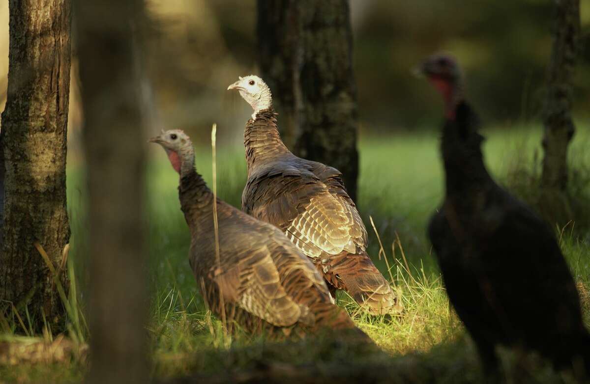 Participants will be taken on turkey hunts by experienced hunters.
