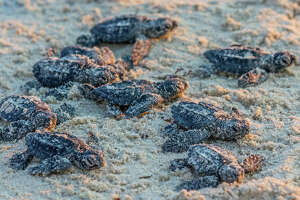 Endangered sea turtles are nesting on Texas beaches