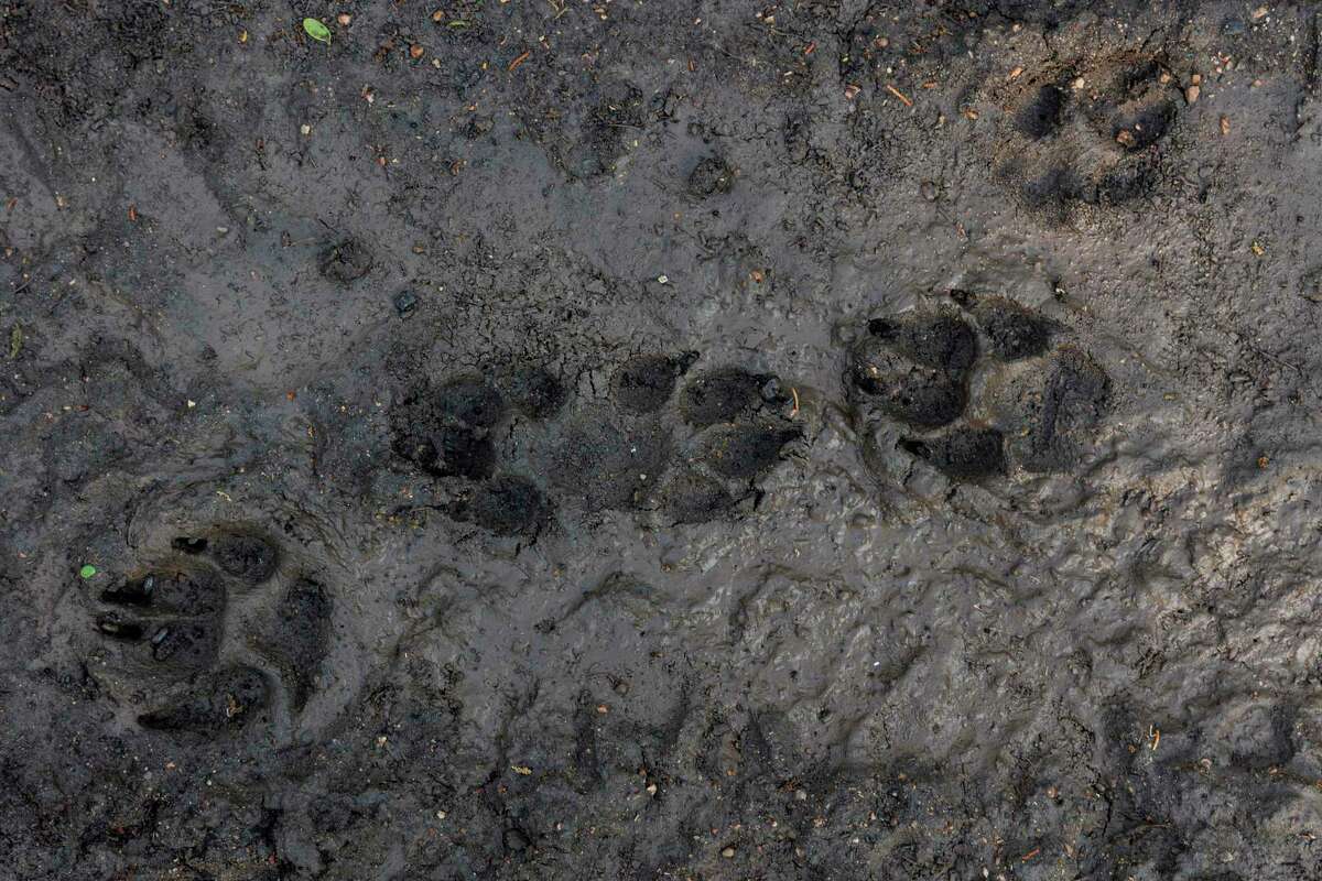 Fresh paw prints are seen Wednesday morning along the Geology Trail in Phil Hardberger Park.