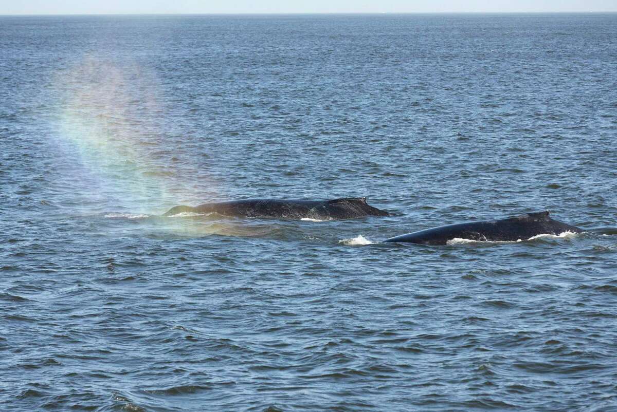 Humpback whales are seen from a whale watching boat in the Monterey area in 2021. Whales can die if they are struck by a fast-moving cargo ship.