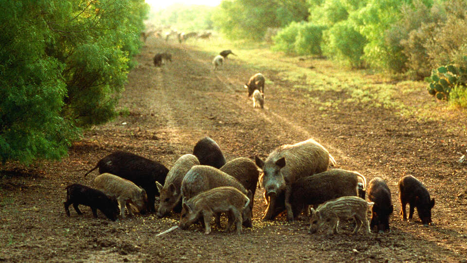 Feral hogs forage for food during winter months, and the destruction they leave behind can be a nuisance for Texans.