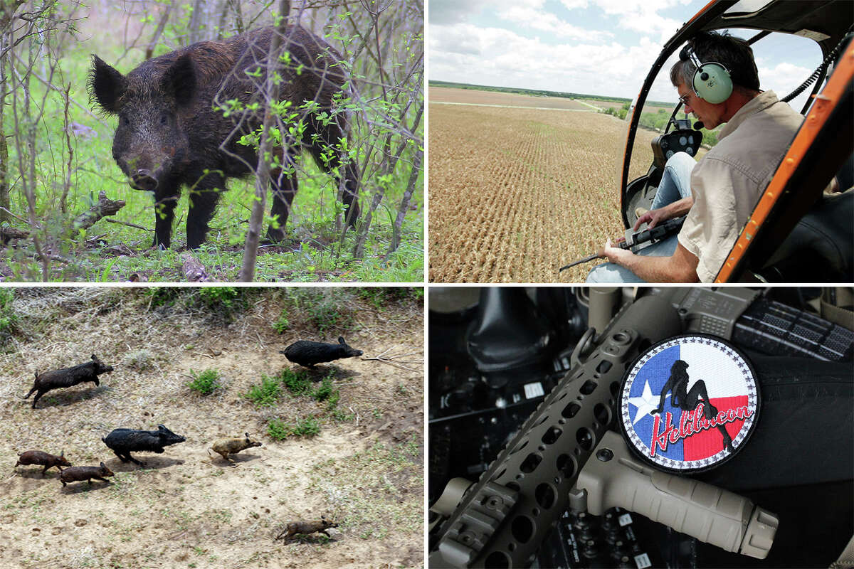 Inside The Texas Business Of Hunting Feral Hogs With Helicopters, Guns