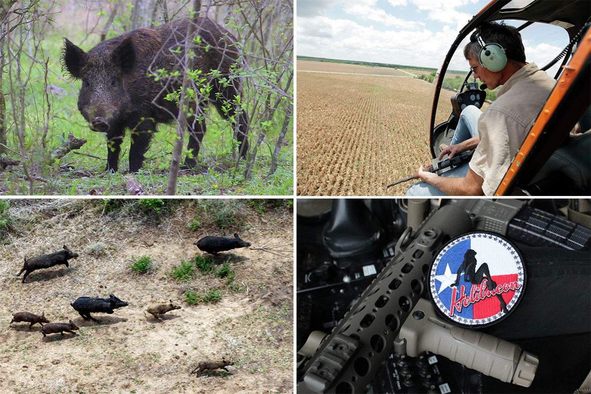Inside The Texas Business Of Hunting Feral Hogs With Helicopters Guns