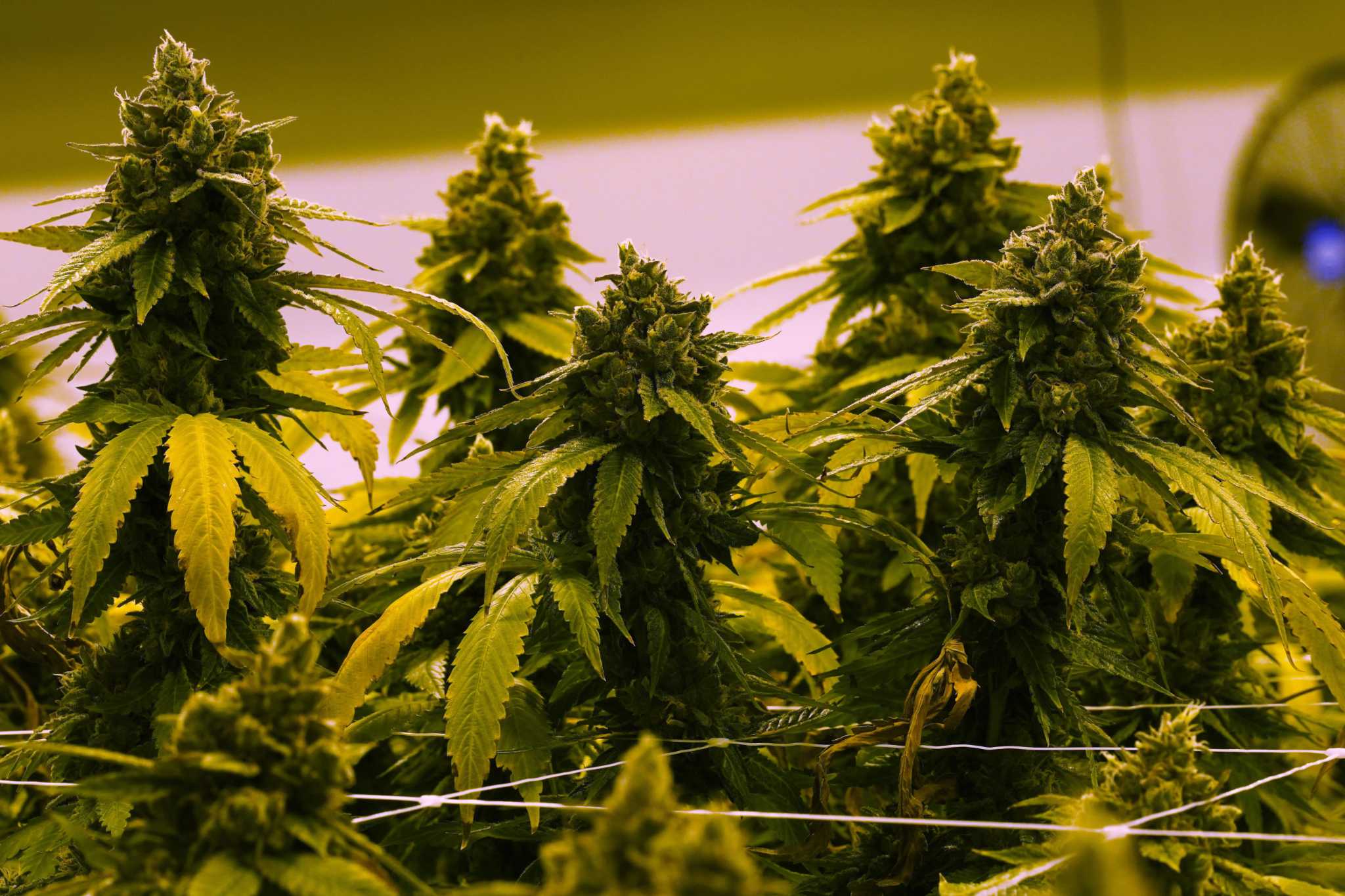 The future of cannabis sales in Ridgefield is up in the air, but many are opposed - Vimarsana News