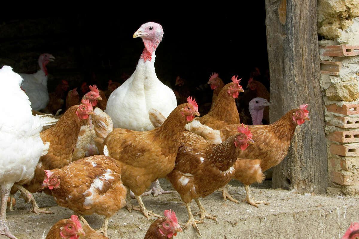 Highly pathogenic avian influenza is a contagious virus that can be spread in various ways from flock to flock, including by wild birds, through contact with infected poultry, by equipment and on the clothing and shoes of caretakers.