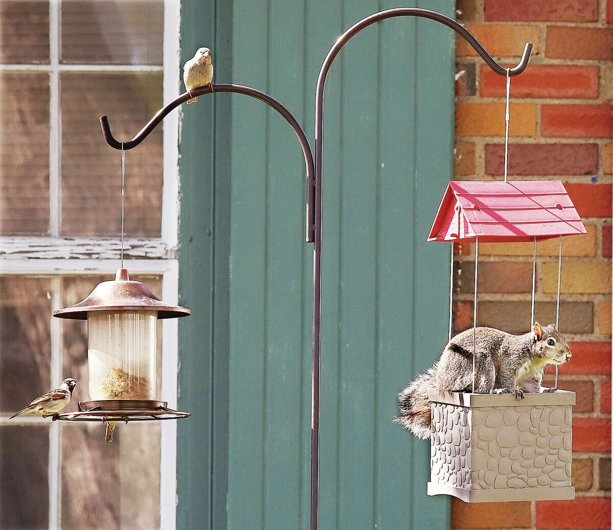 John Badman|The Telegraph A squirrel decided to join his friends this week at a feeder in the 3600 block of Aberdeen Avenue in Alton. The Illinois Department of Natural Resources recently asked state residents to stop using their bird feeders and birdbaths until at least May 31. The effort is help to slow the spread of Avian Flu that has infected many differnt bird species, including bald eagles. Some 30 million cases have been found in 33 states and the flu can be spread to humans, poultry, cats and dogs, pigs, tigers, leopards, ferrets and rats. The squirrel is a close cousin to rats and mice though there have not been any publicised cases of the bird flu in squirrels yet. Avoid contact with bird feces, which is a common method of spread. DNR officials also recommend washing your feeders with a diluted concentration of bleach water to disinfect them.