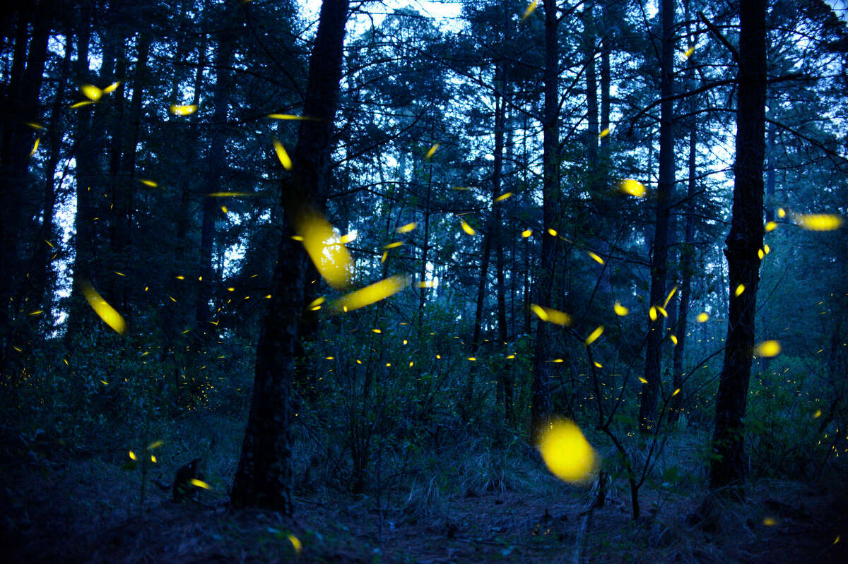 Fireflies send light signals during the mating season in Mexico, Nanacamilpa in 2020. (Photo by Jesus Alvarado/picture alliance via Getty Images)