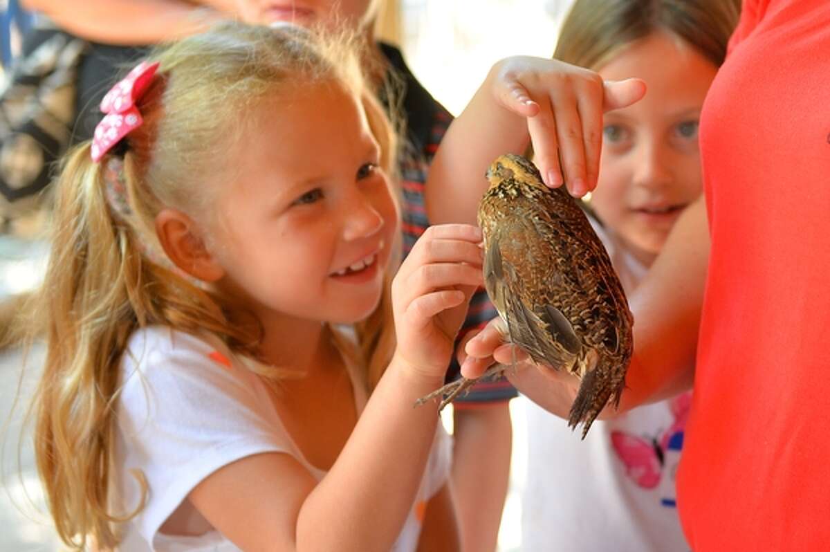Children will get the opportunity to learn about quail in a hands-on environment. 